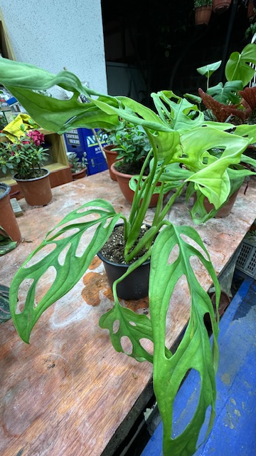 Monstera Adansonii