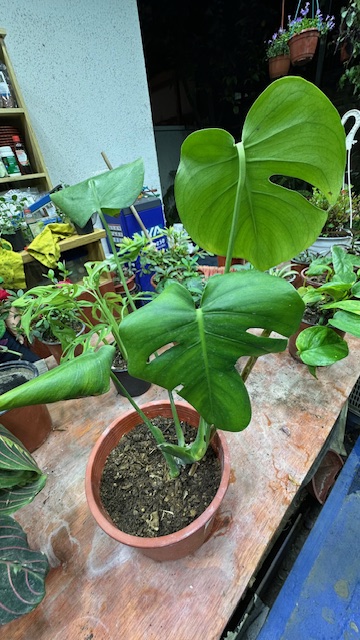Monstera