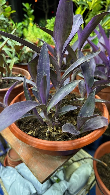 Tradescantia